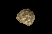 藏品(玫瑰岩螺)的圖片